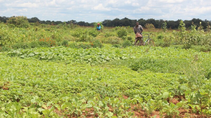 Food Systems in global climate policy