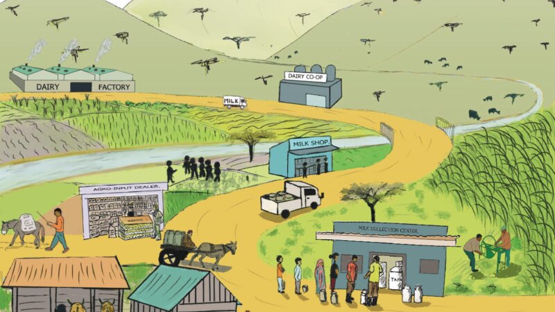 Storybook Bridge dairy programme Ethiopia now published!