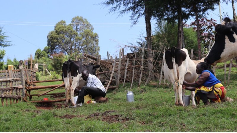 NEADAP develops two new tools to support fodder production in East Africa