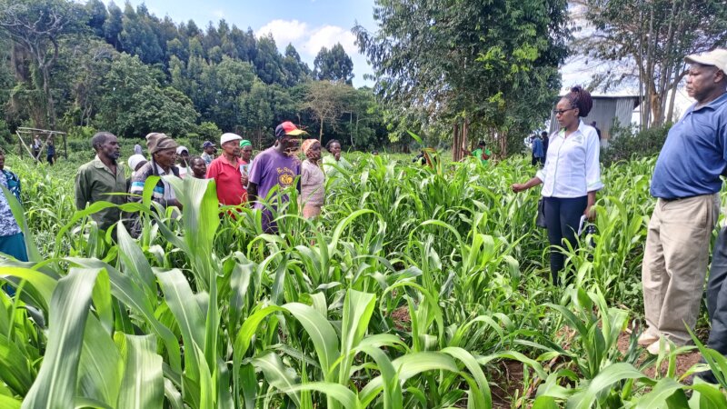 Increasing Animal Production in ASALs through fodder and pasture learnings