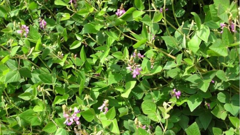 Recommended Forages: unlocking the potential of legumes