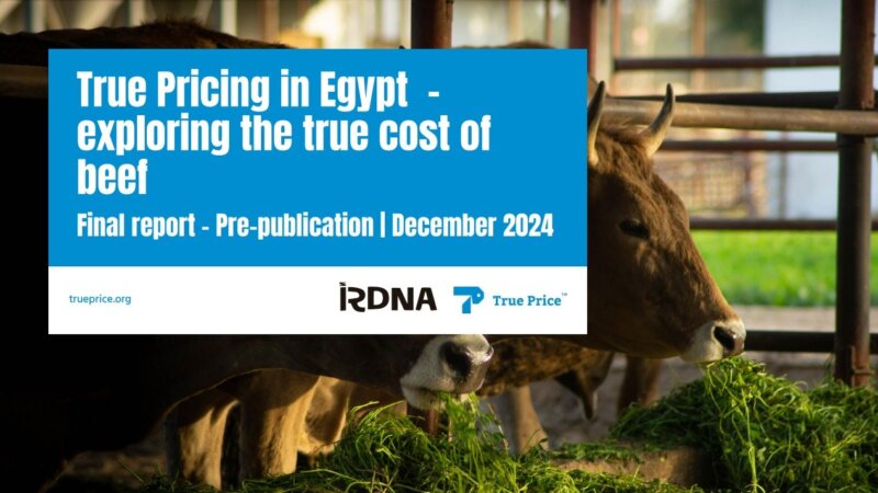 Results NFP 2024 true pricing seed fund project: RDNA in Egypt