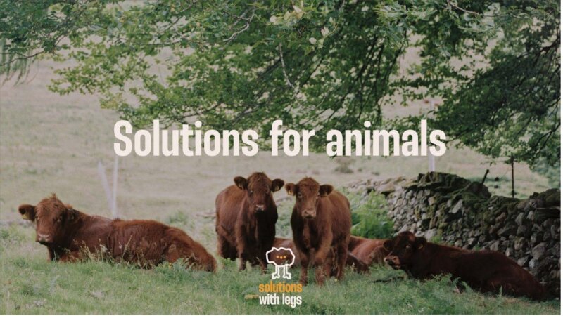 ILRI and partners launch livestock campaign: a climate solution with legs