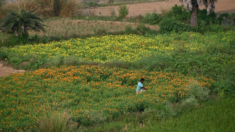 A Formula for the Regenerative Landscape Economy