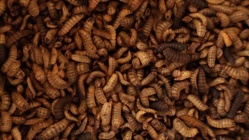 Insect Farming in Ethiopia: Knowledge Exchange Event