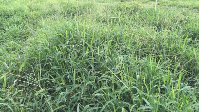 Year-Round Fodder Availability for Cost Effective Feeding