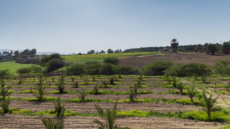 Regenerative farming and digital tools for salinity control in Egypt, Iraq, and Jordan