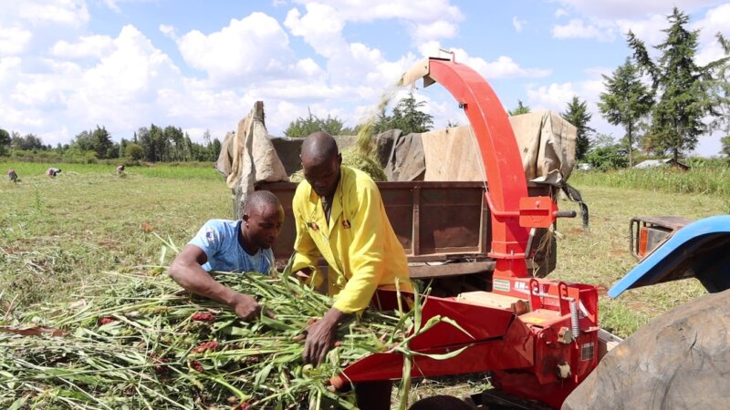 Acting Now for Food Security and Resilient Systems Project - Implementing an All-Year-Round Fodder Availability Model in Dairy Cooperatives in Kenya
