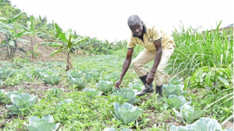 Enhancing Agricultural Sustainability in Uganda Through Effective Manure Management