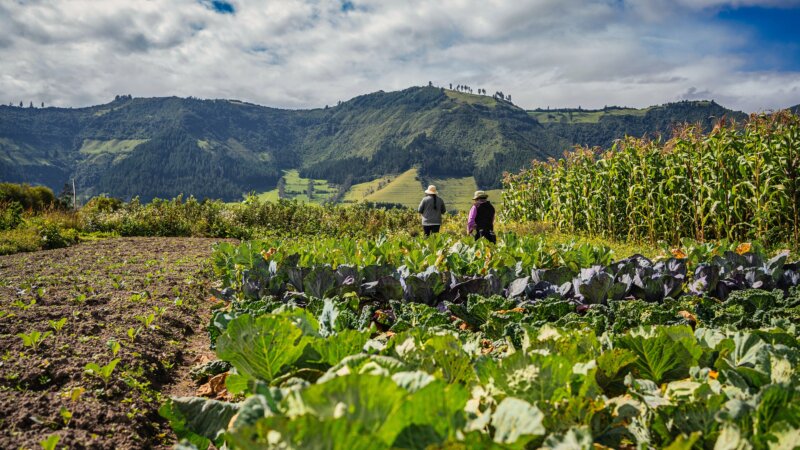 Towards a World Without Hunger in 2030: the Dutch contribution