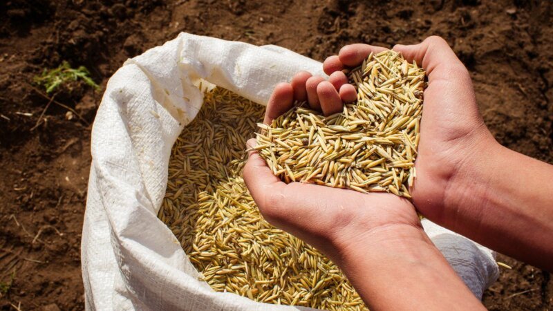 Many hands make better seeds