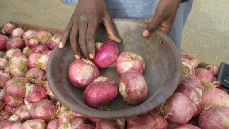 Scoping mission for improving local onion value chain in Senegal