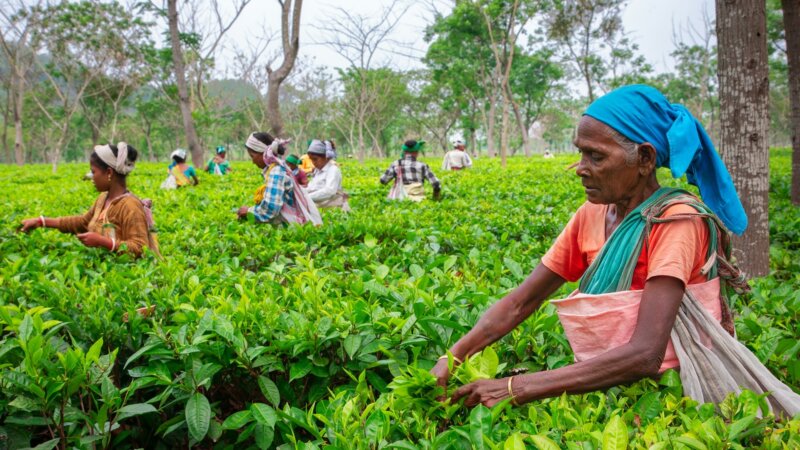 Strengthening spaces for collaboration within the Biodiversity and Food Systems partnership - Our online community platform