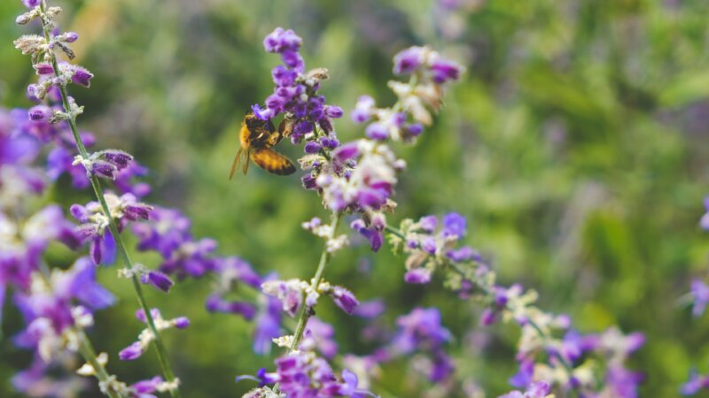 What happened in our Q1, 2026 Community Network Call?