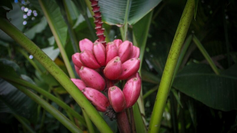 Call for candidates to conduct a synthesis study of the NL-CGIAR research programme on global food security