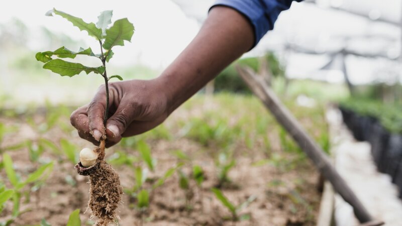 Ten Senior Experts in global food security receive funding for collaboration with CGIAR