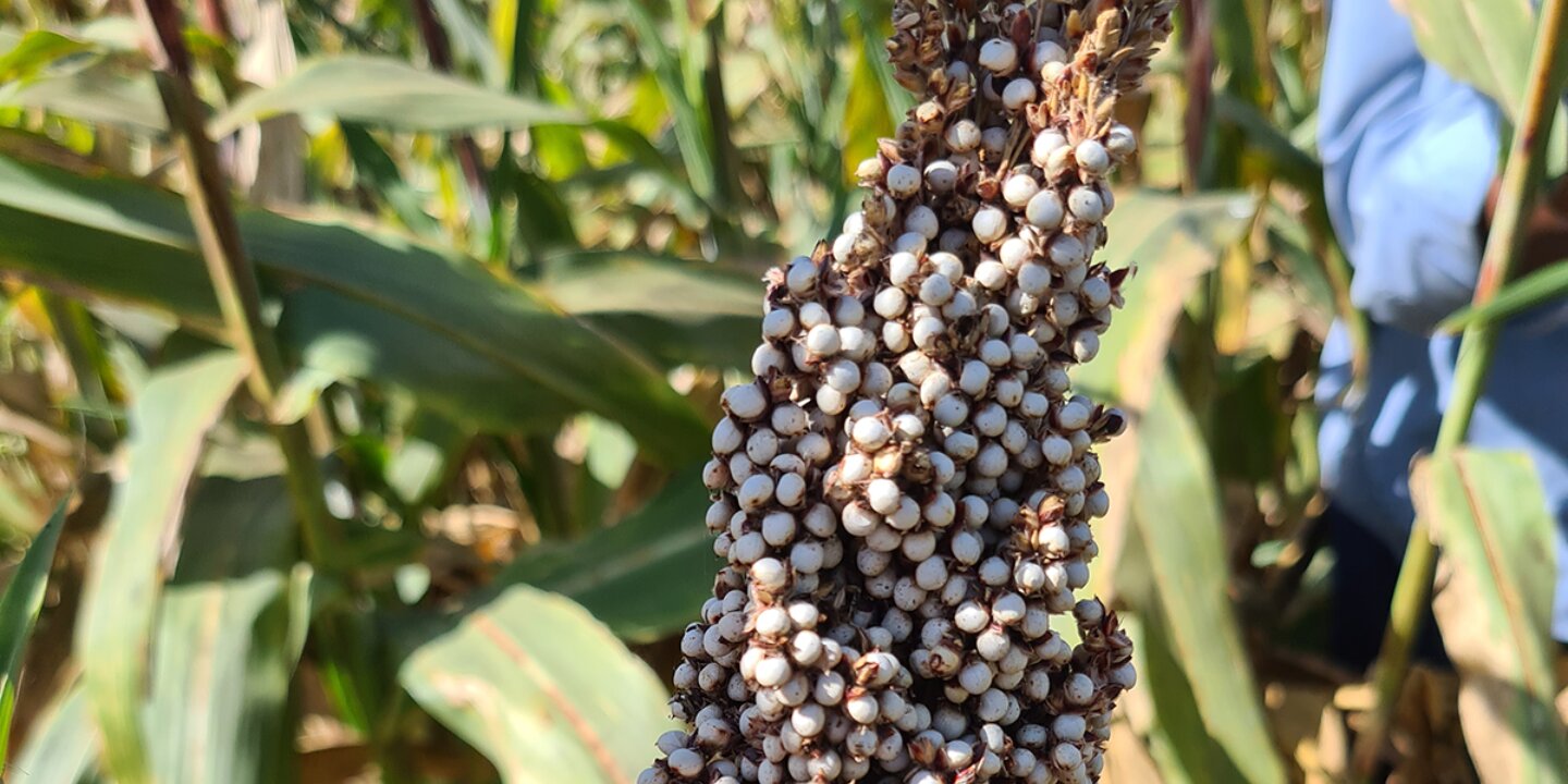 Solara Aflatoxin sorgum