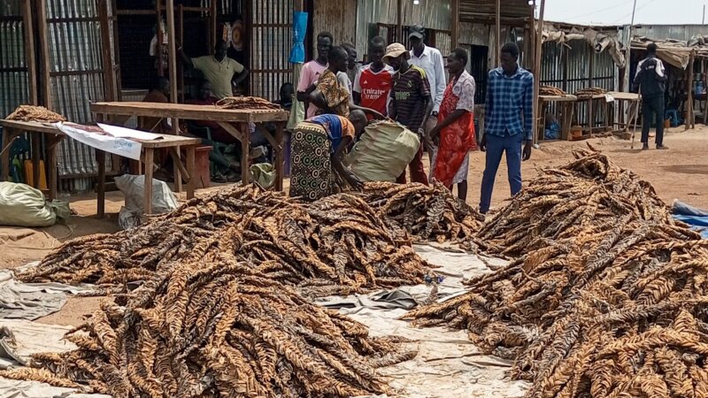 When Preservation Pollutes: Sustainability Challenges in South Sudan’s Fishing Industry