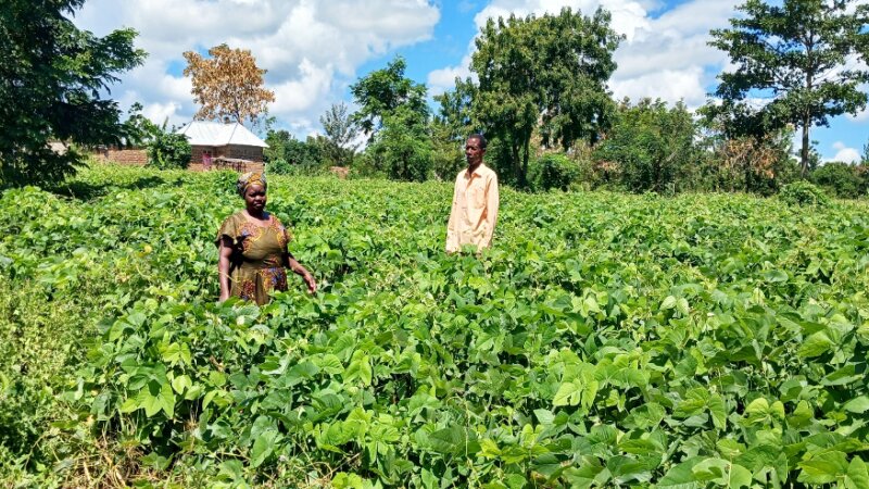 The magic velvet beans for magical transformation