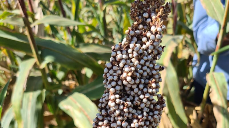 Nature is fighting for us: Combating Aflatoxins