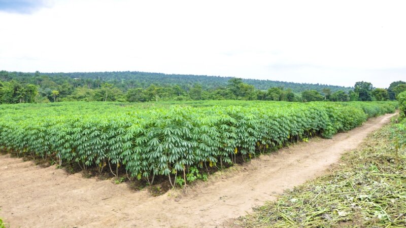 Unleashing the power of biofortified crops: a journey towards resolving public health