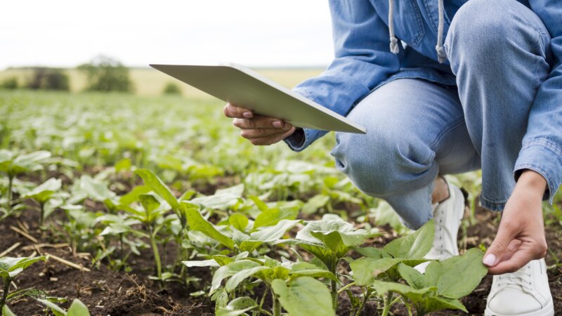 Digital solutions and agriculture: an apparent disconnect between pilots and scale-ups