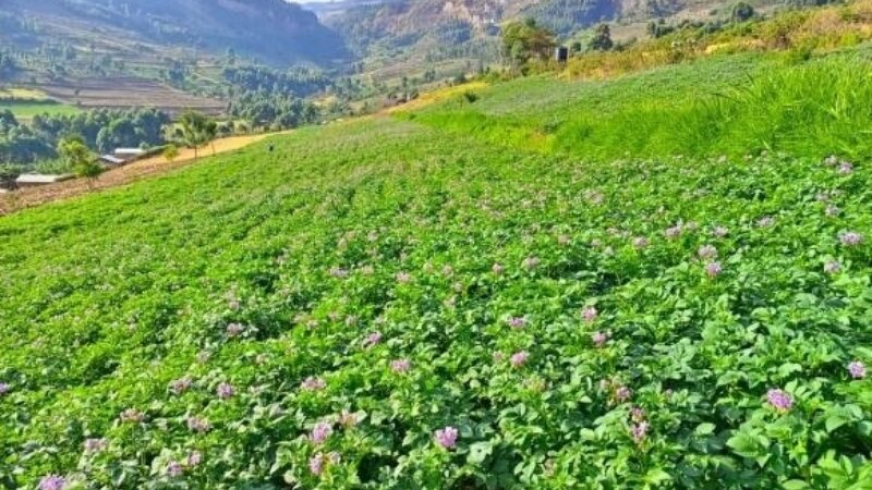 E-course FST blog:  How to sell an idea to smallholder farmers?