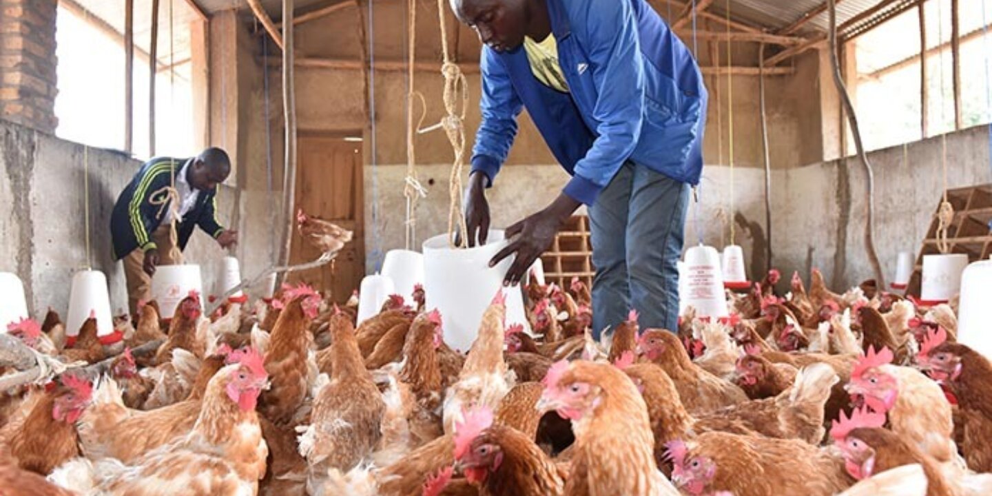 Poultry africa photo 2019