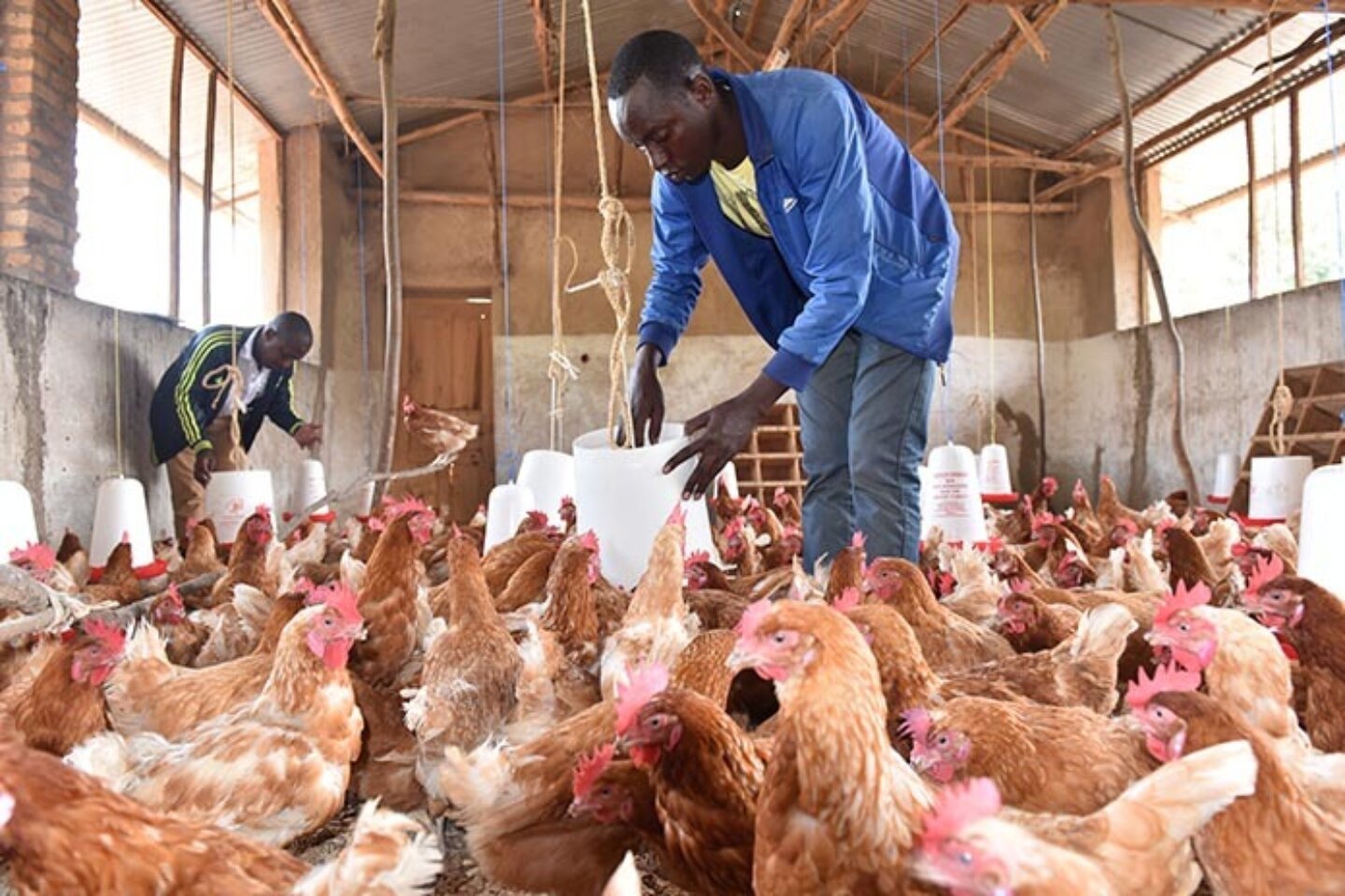 Circular solutions for poultry - solutions circulaires pour la volaille