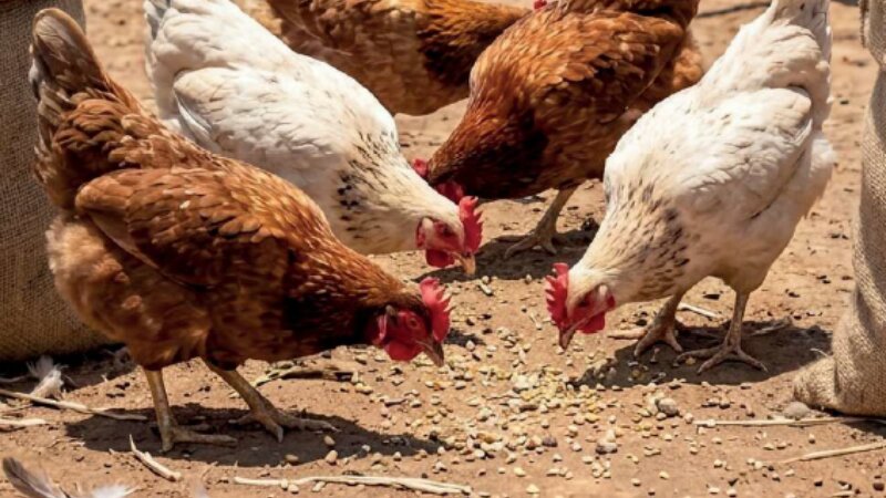 Circular solutions for poultry - solutions circulaires pour la volaille