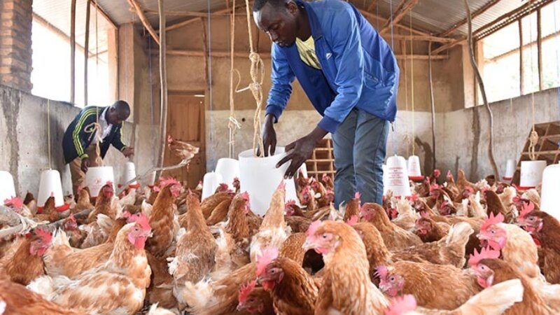 Circular solutions for poultry - solutions circulaires pour la volaille